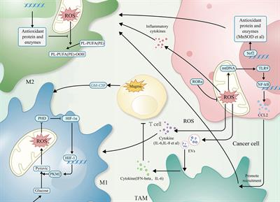 Targeting reactive oxygen species and fat acid oxidation for the modulation of tumor-associated macrophages: a narrative review